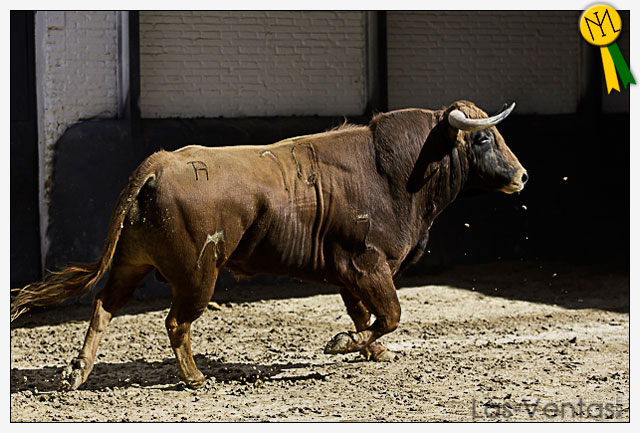 Toros y cuadrillas para esta tarde en Las Ventas