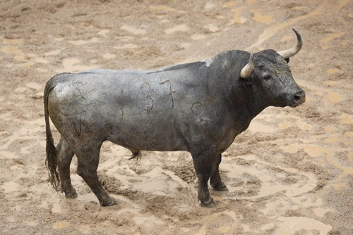 Toros y cuadrillas para la undécima en sevilla