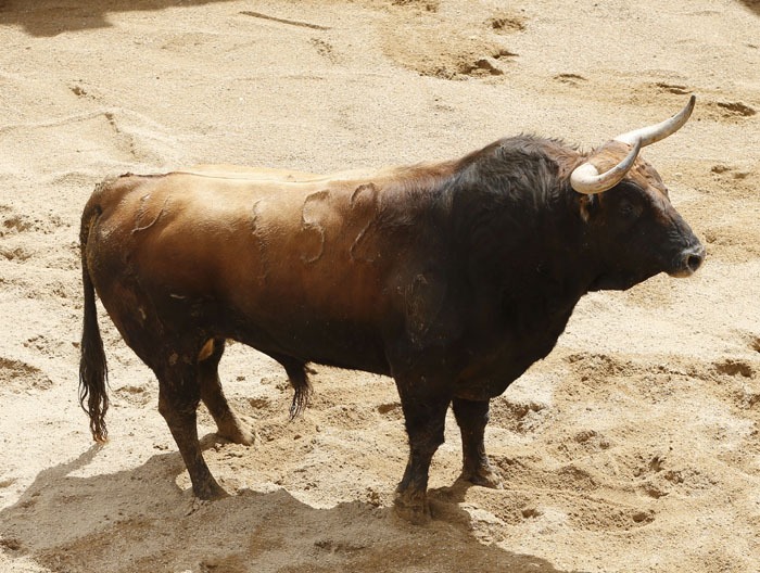 Toros y cuadrillas para la 15ª en Sevilla