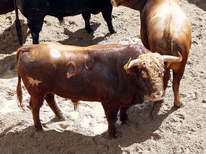 Toros y cuadrillas para la sexta en La Maestranza