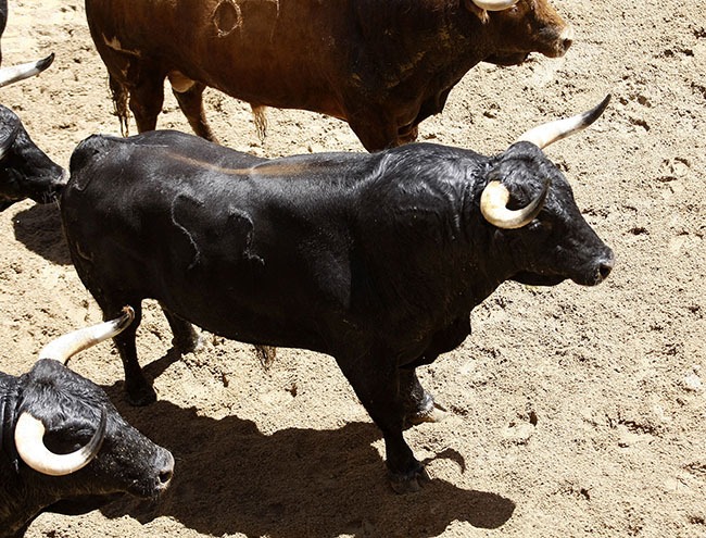 Toros y cuadrillas para la octava en La Maestranza.
