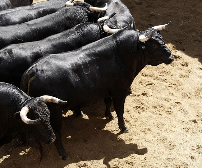 Toros y cuadrillas para la 9ª del abono sevillano