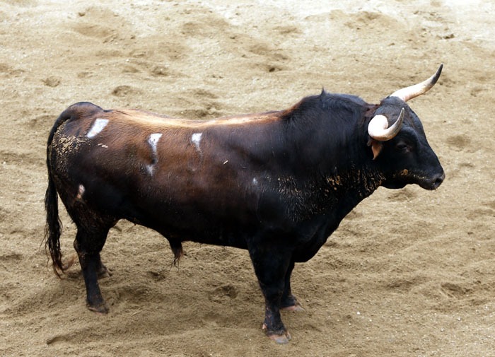 Toros y cuadrillas para hoy en Sevilla