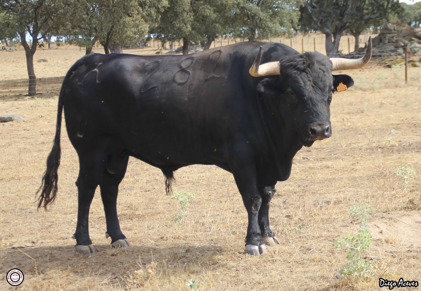 El Vellosino por Robert Margé para Las Ventas