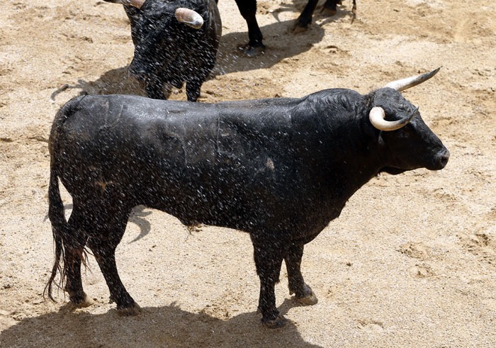 Toros y cuadrillas para la novillada en Sevilla