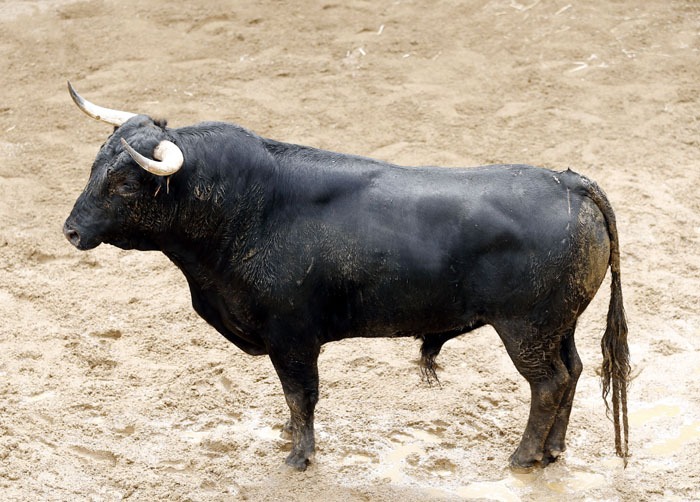 Toros y cuadrillas para esta tarde en Sevilla