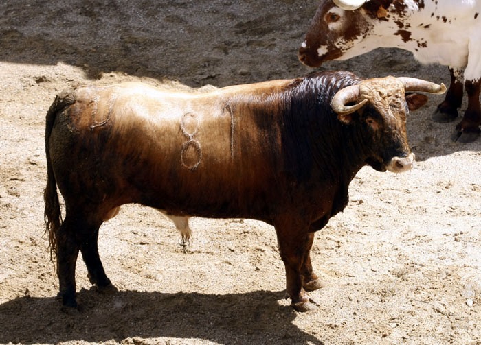 Novillos y cuadrillas para esta tarde en Sevilla