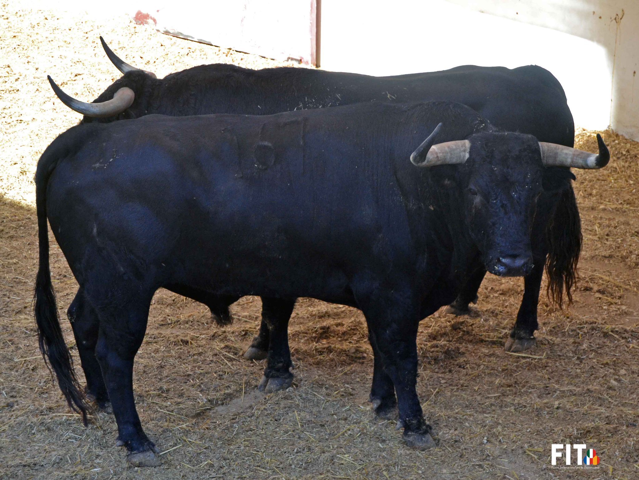 Toros y cuadrillas para la sexta de abono en Málaga