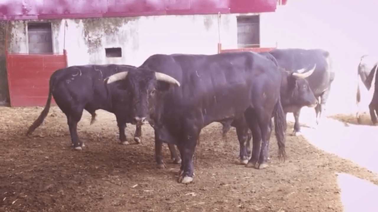 Toros para el cierre de la feria de Palencia