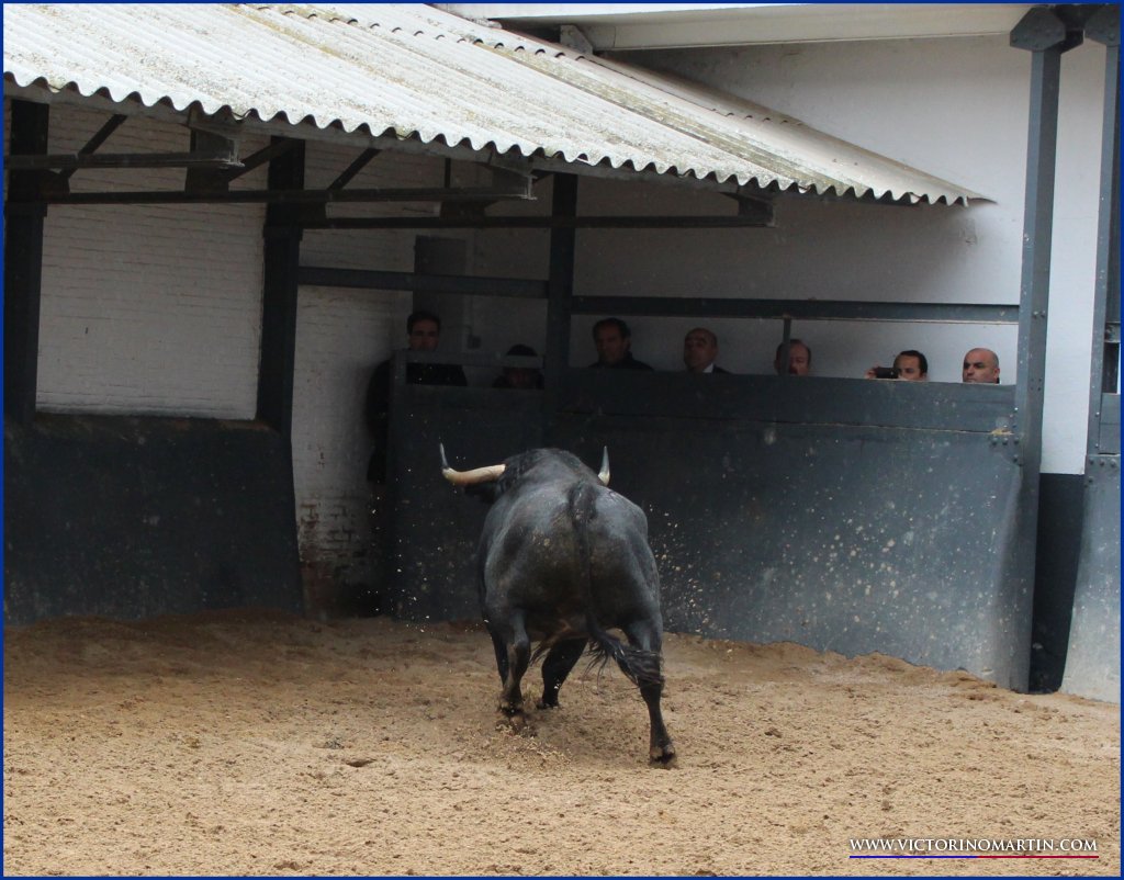 Victorinada para abrir en Madrid