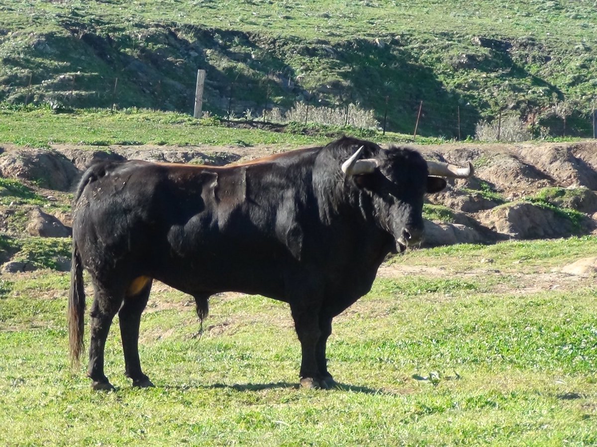 Los toros de La Palmosilla para Vistalegre