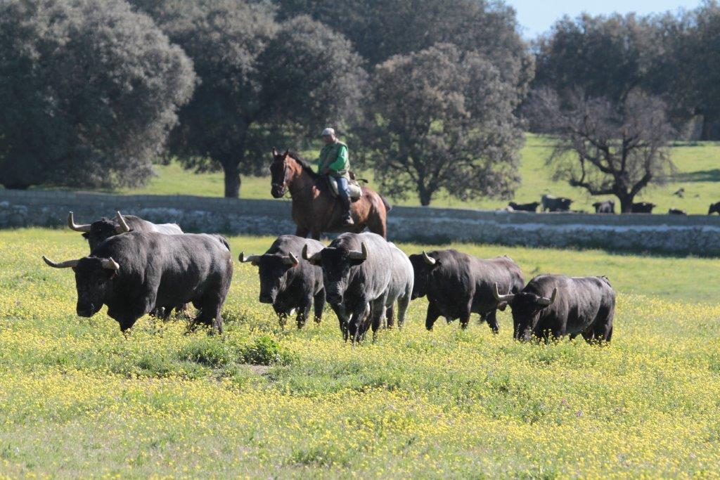 Los de José Escolar con destinos para este 2017