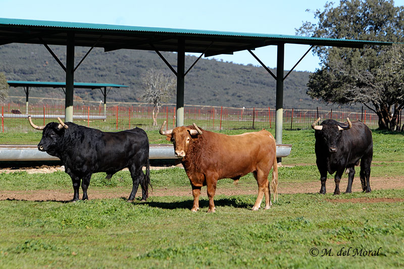 Definidos los destinos de El Ventorrillo para este 2017