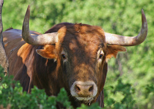 Dobletes de primera para Cuvillo esta temporada