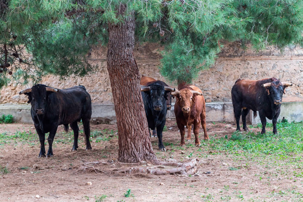 Desembarcados los toros de Requena