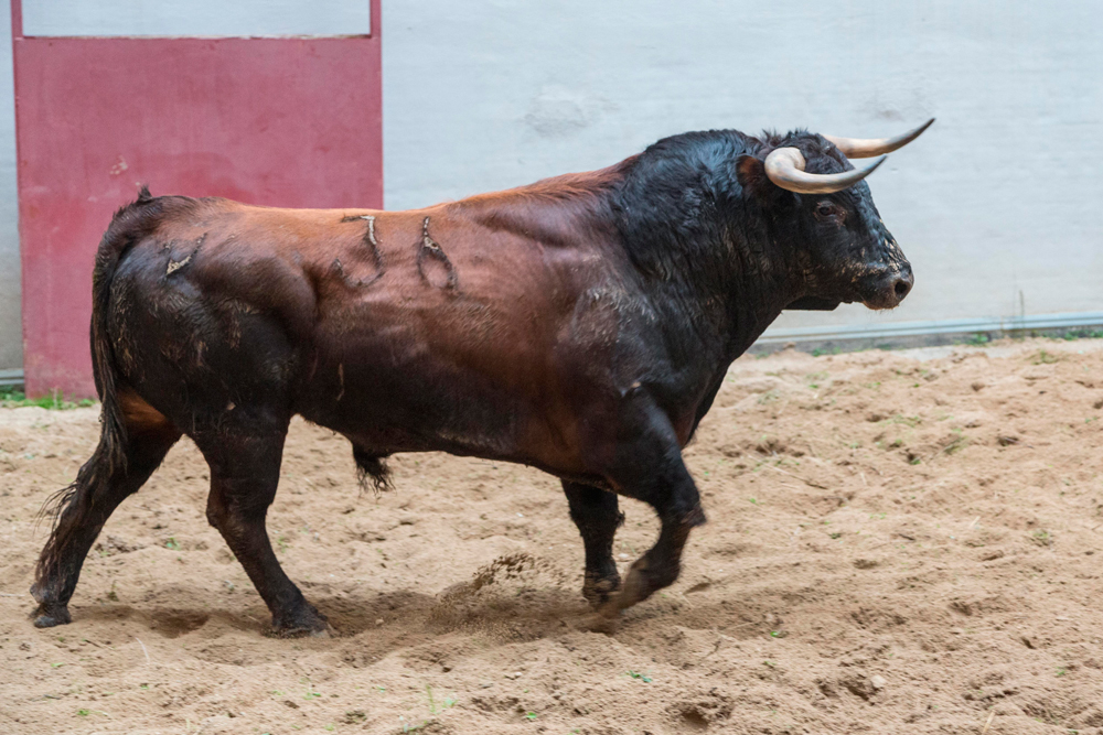 Ya están en Vistalegre los toros de La Palmosilla
