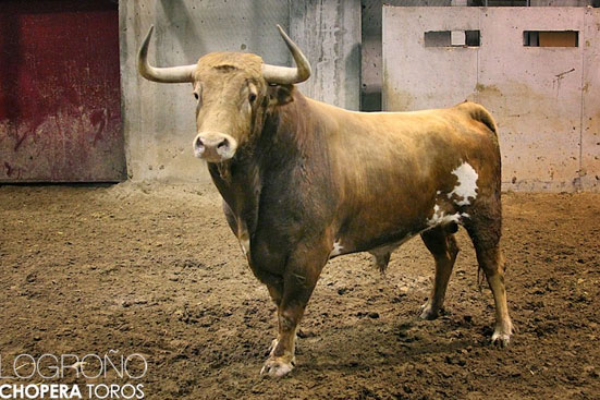 Alcurrucén define sus destinos para este 2017