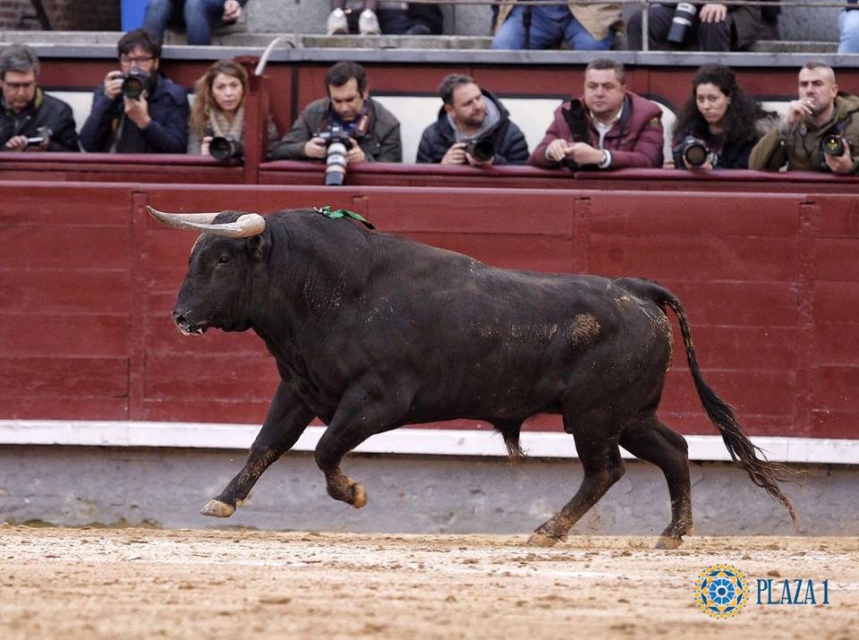 «Han embestido seis de seis»