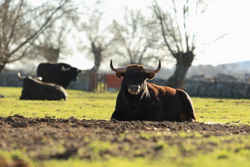 Baltasar Ibán, tres para 2017… con Madrid en el aire