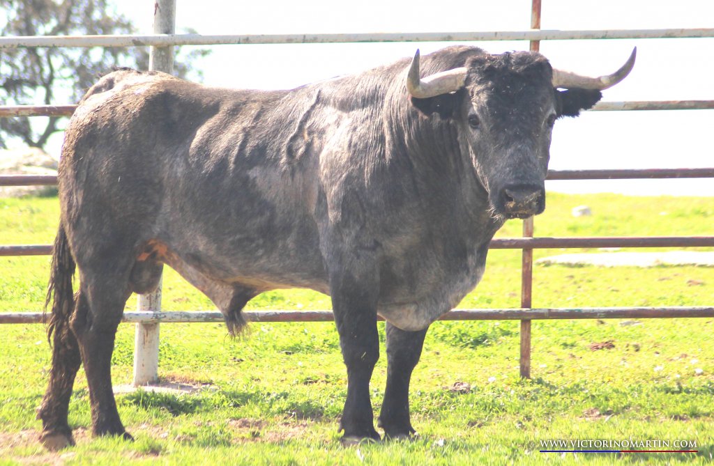 Los victorinos para Arnedo