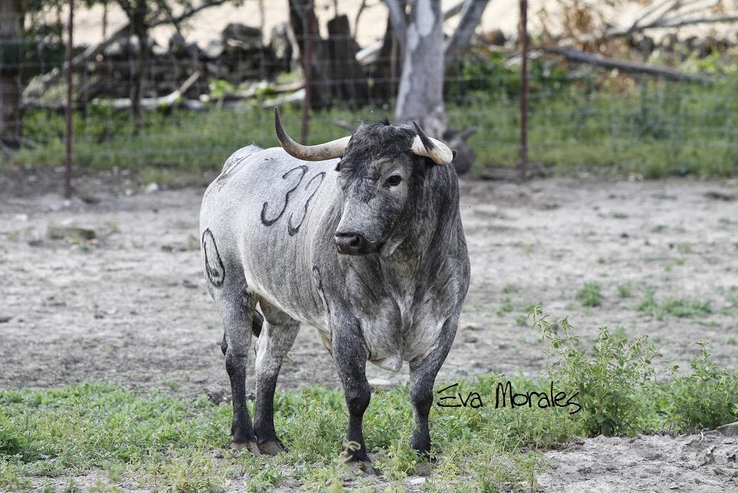Ana Romero, triunfador indiscutible en Gipuzkoa 2016