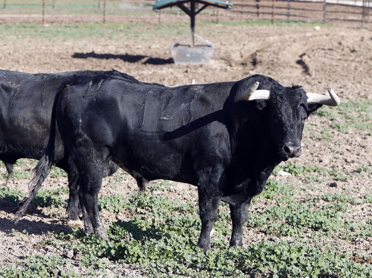 Foto-Galería de los de Fuente Ymbro para Sevilla
