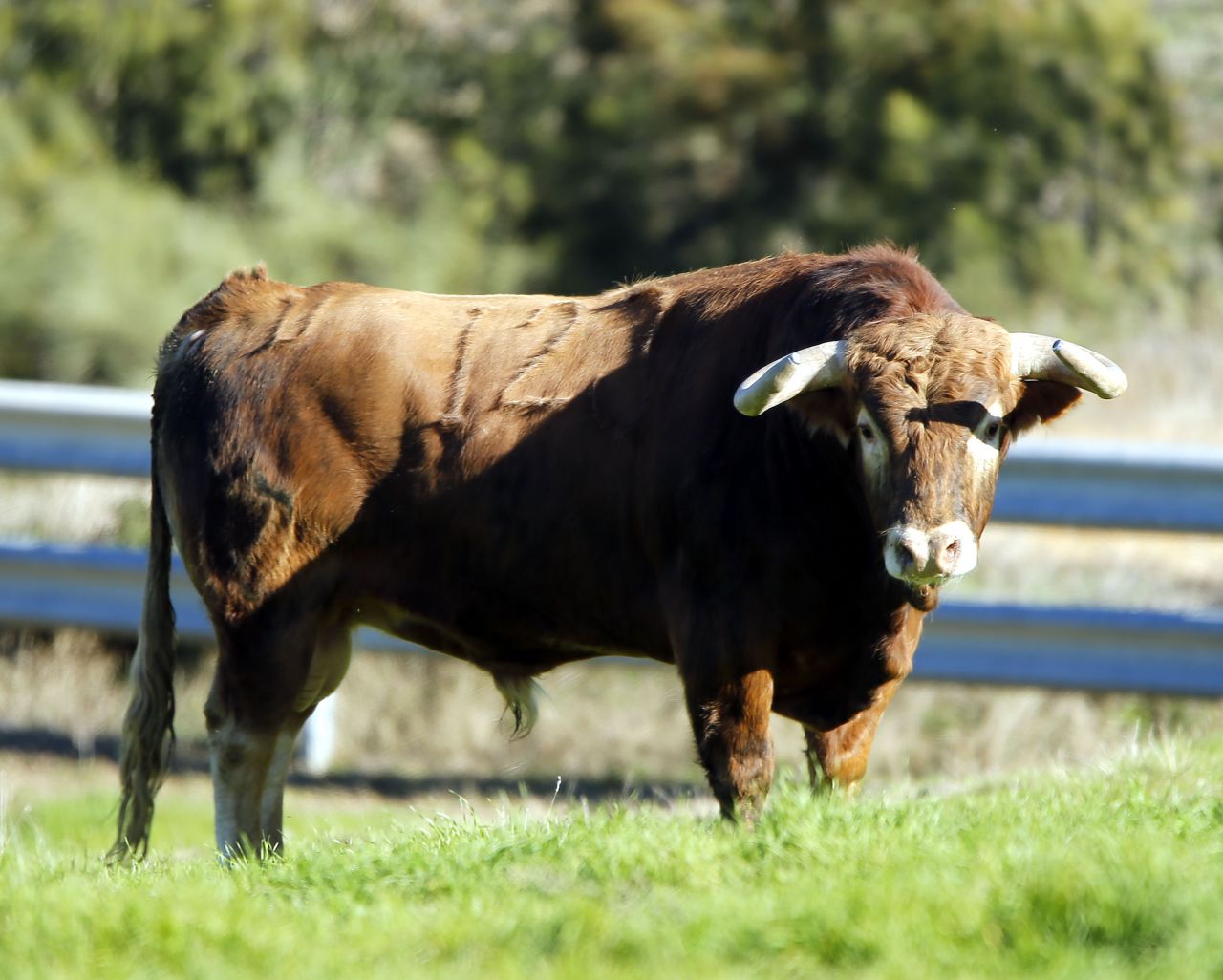 Los juampedros para el viernes en Sevilla