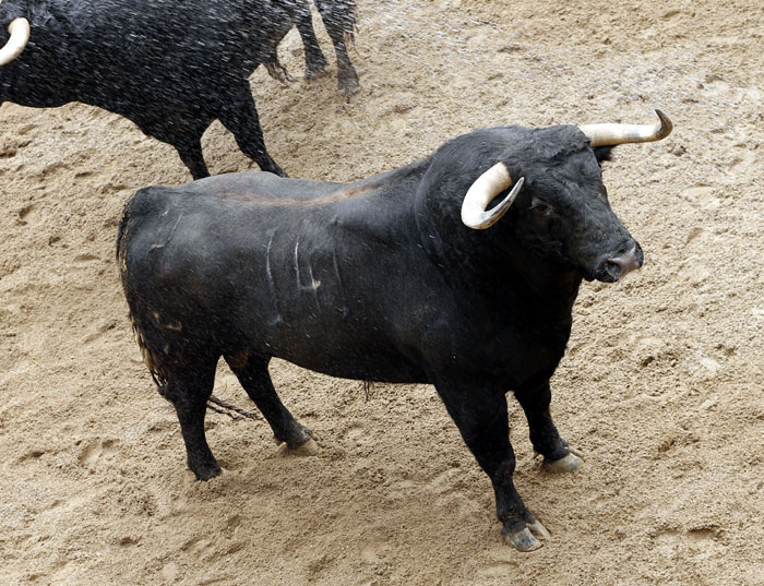 Toros y cuadrillas para esta tarde en Sevilla