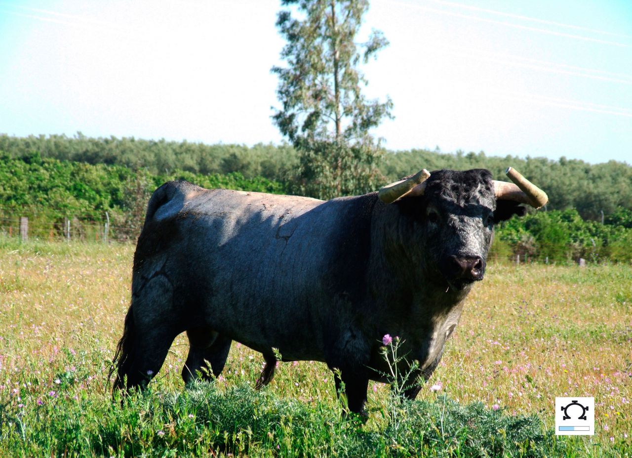 Los toros de Partido de Resina para el centenario de Muro