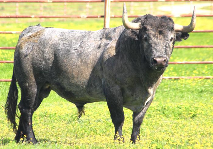 La Victorinada para Madrid