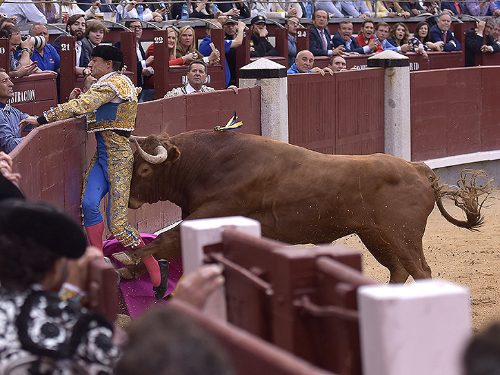 Ureña se hace devoto de San Isidro