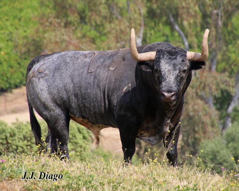 Los toros de La Quinta para el primer San Isidro de la era Casas