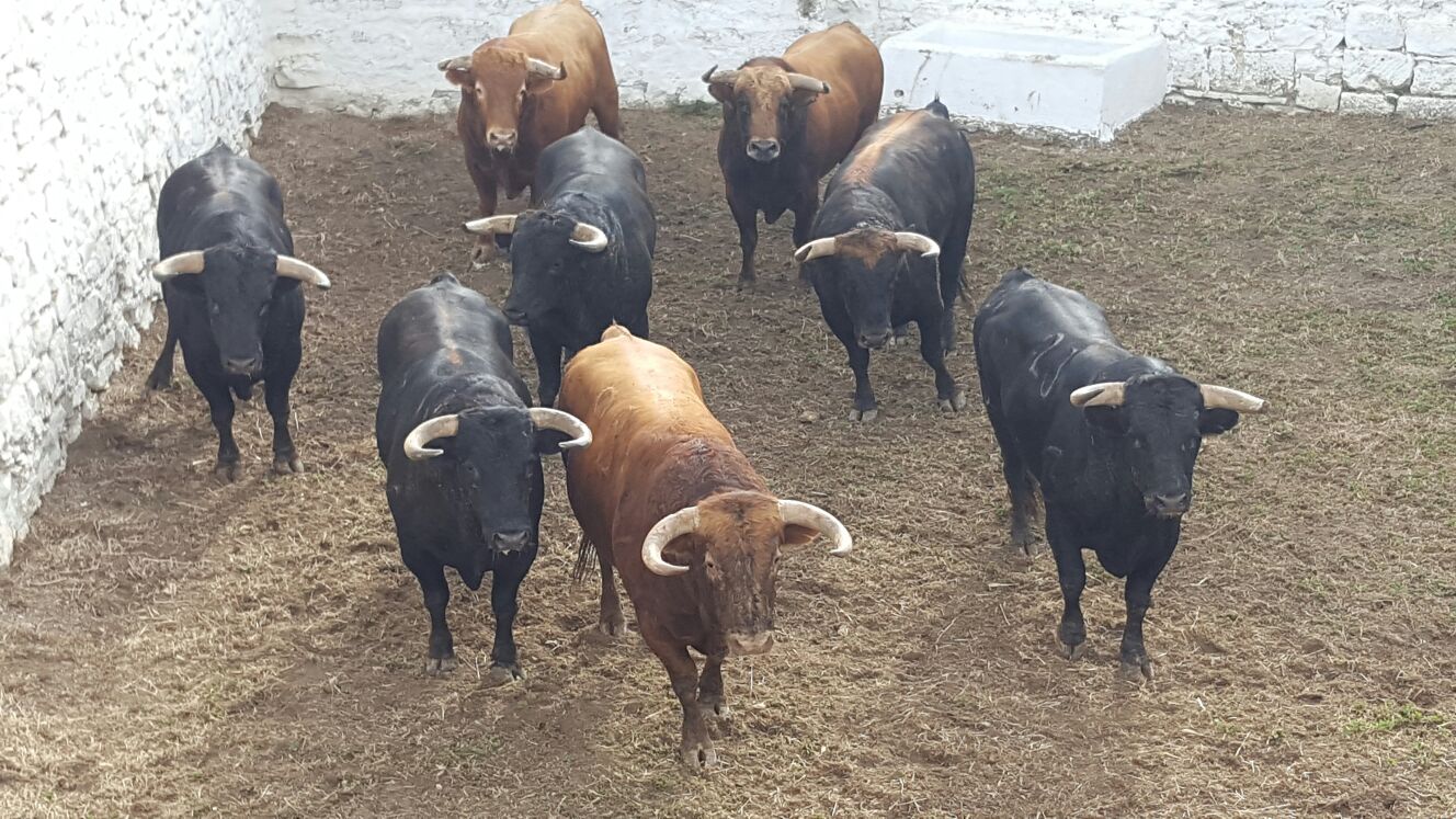 Los toros de la Palmosilla para Morante, Cayetano y Roca Rey ya están en Baeza