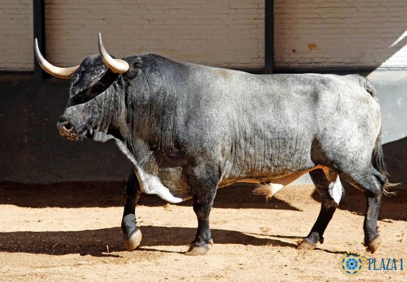 Toros y Cuadrillas para la de Rehuelga en Madrid
