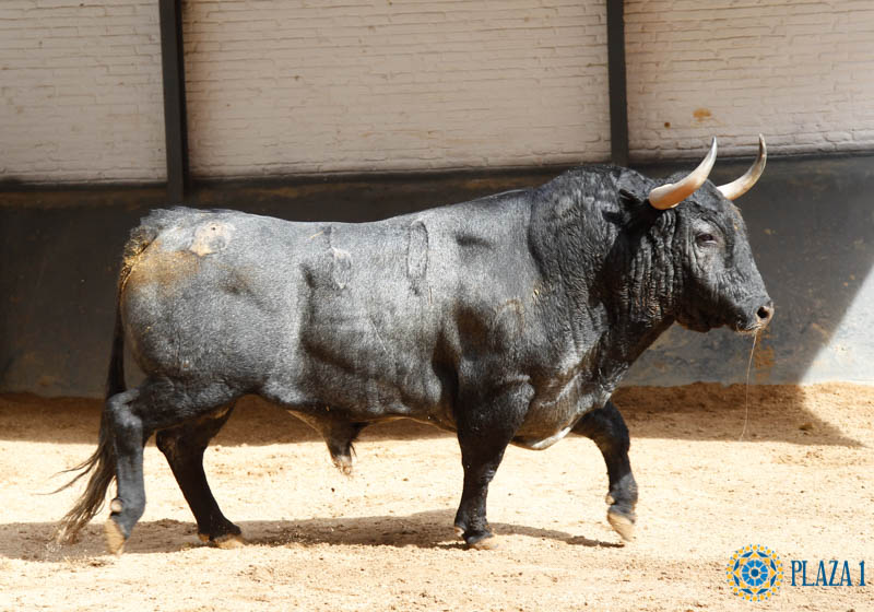 Toros y cuadrillas para la de Adolfo Martín en San Isidro