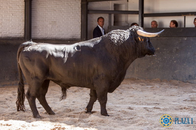 Novillos y cuadrillas para esta tarde en Madrid