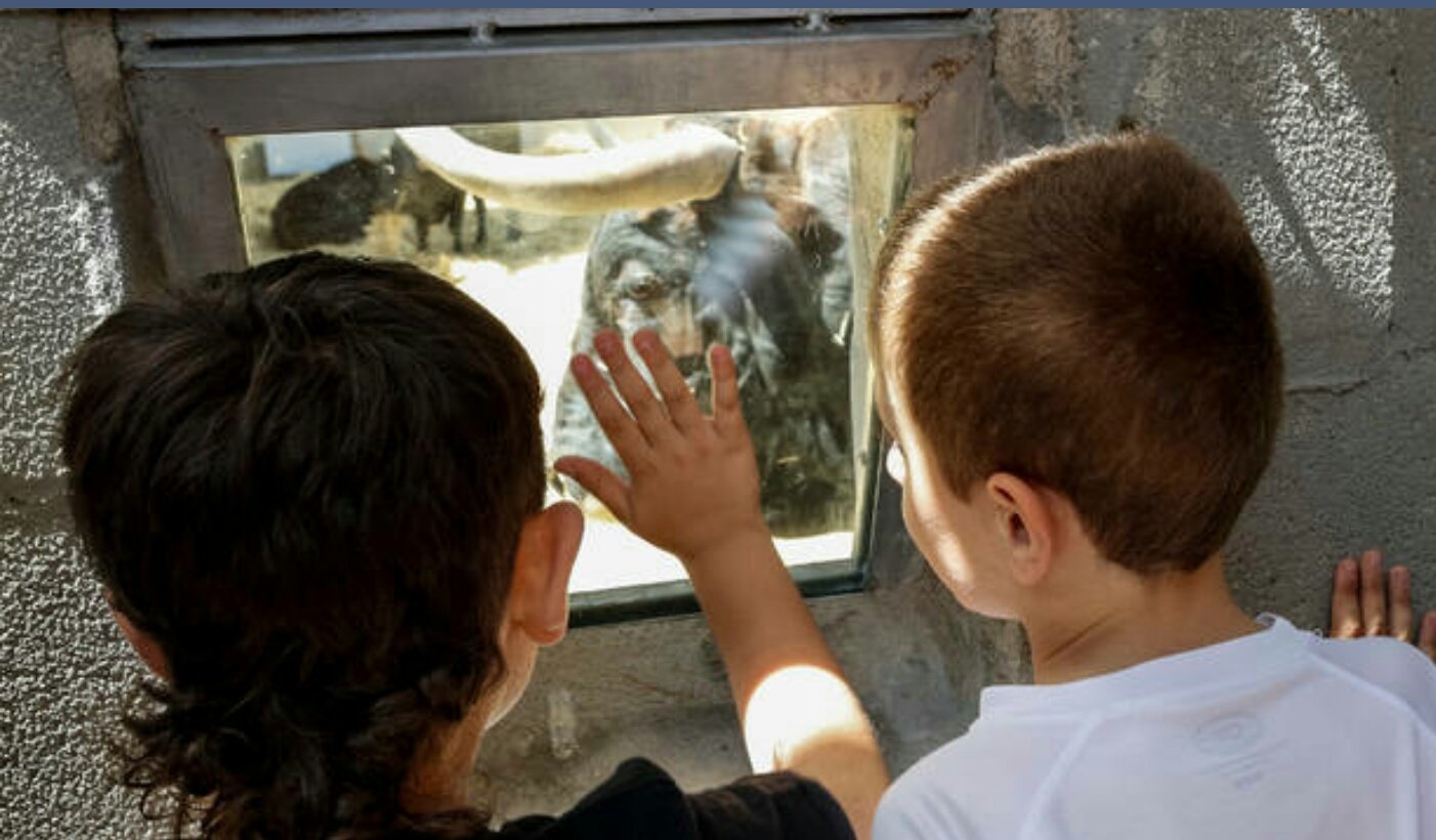 En los Corrales del Gas ya huele a toro