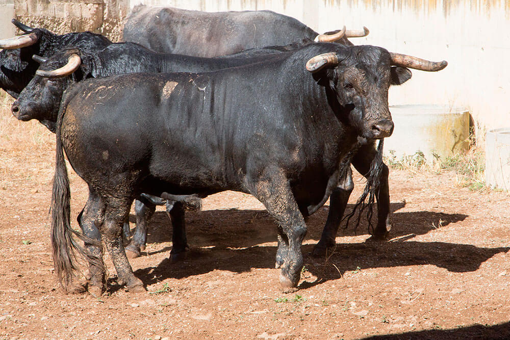 Los de Passanha para Teruel ya están en corrales