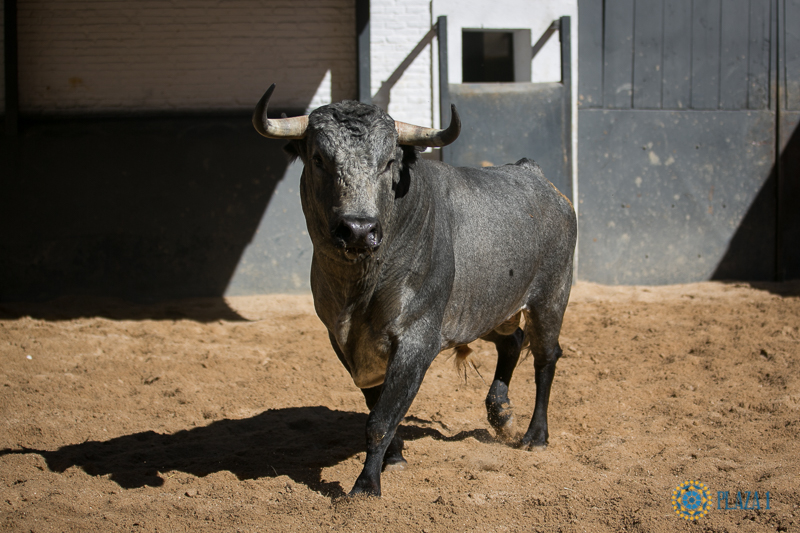 Toros y cuadrillas para la final del certamen de nocturnas de Las Ventas