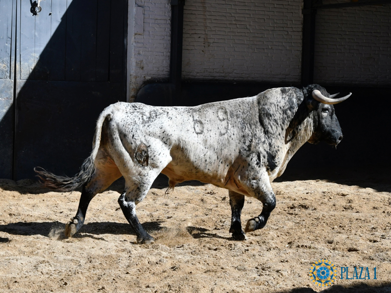 Novillos y orden de lidia para la nocturna en Madrid