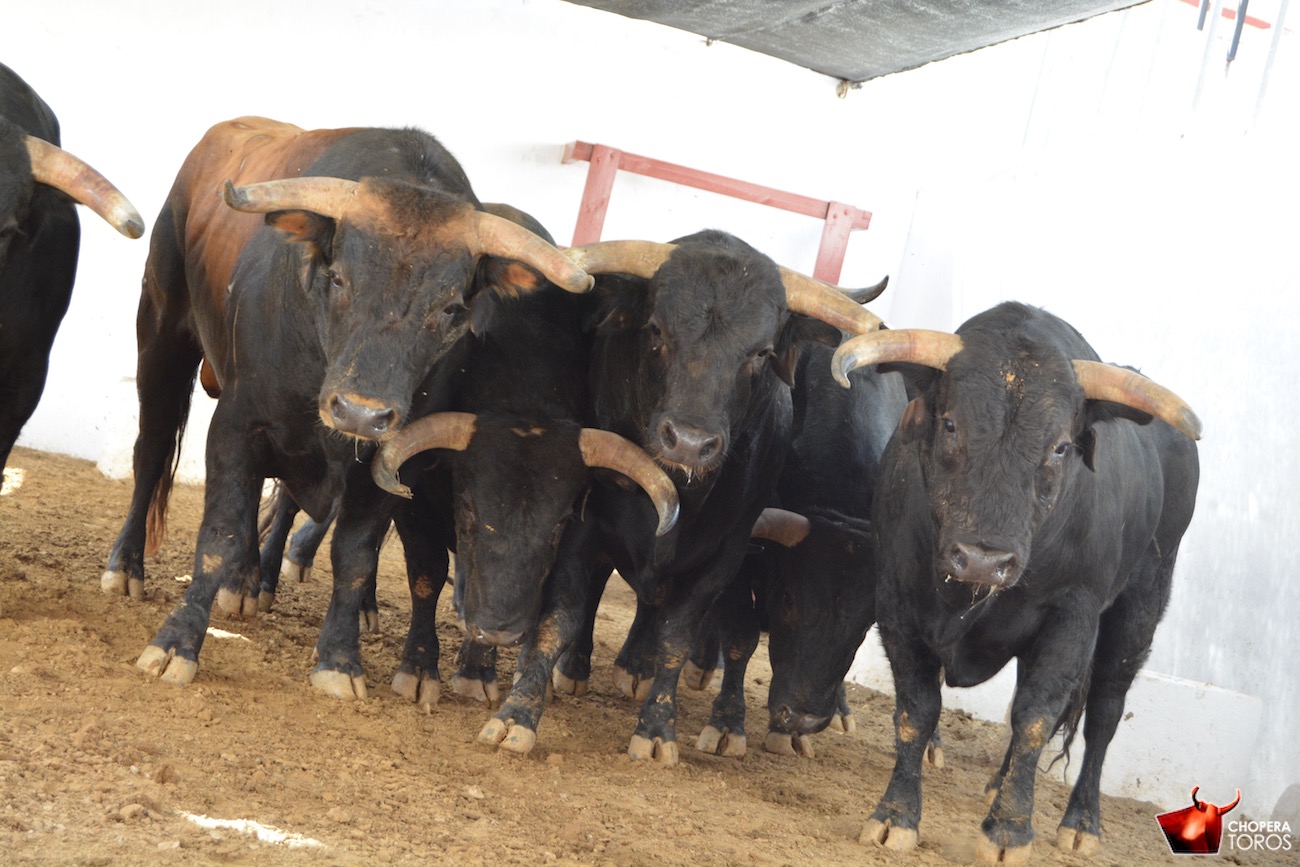 Toros y cuadrillas para la primera de Almería