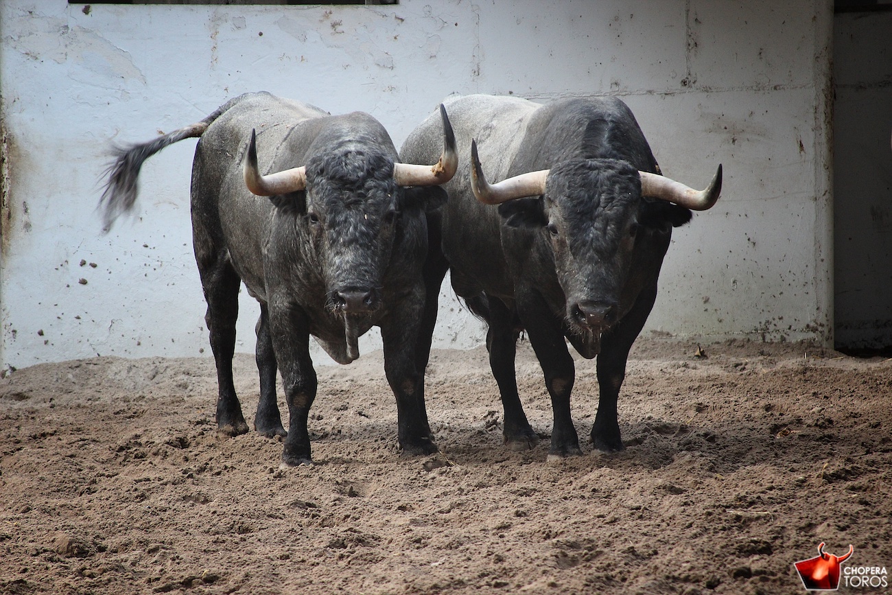Orden de lidia para la Victorinada en Bilbao