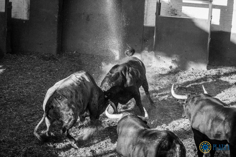 Desembarque 1er Desafío Ganadero