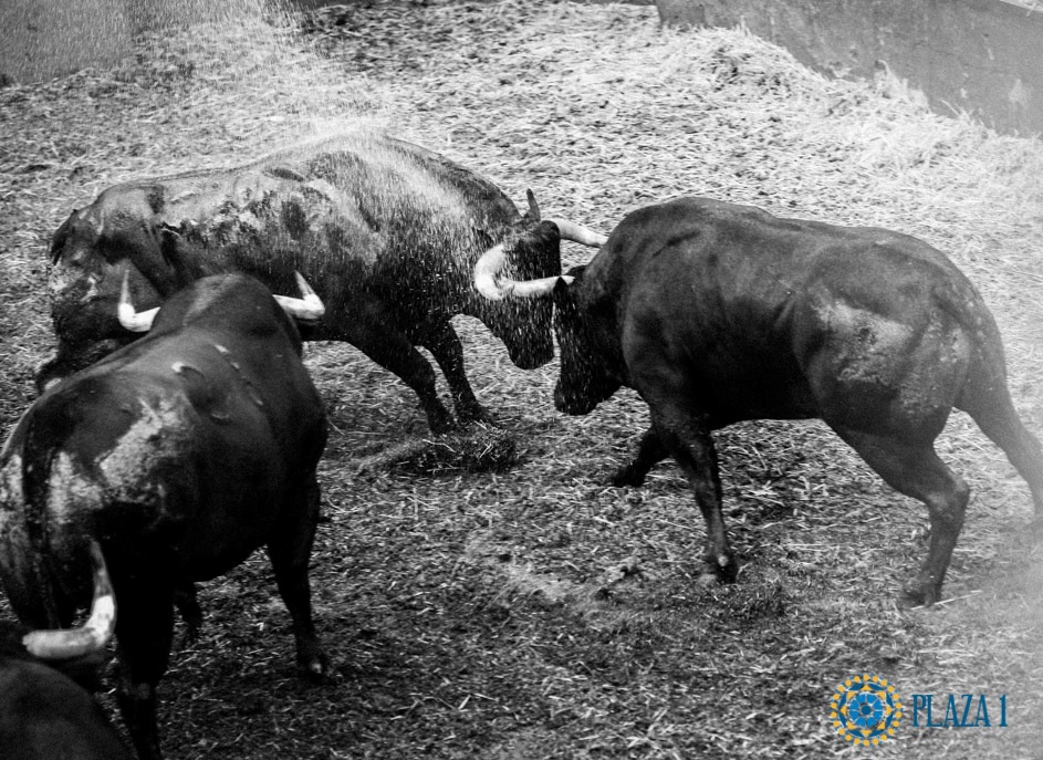 Palha vs Hoyo de la Gitana