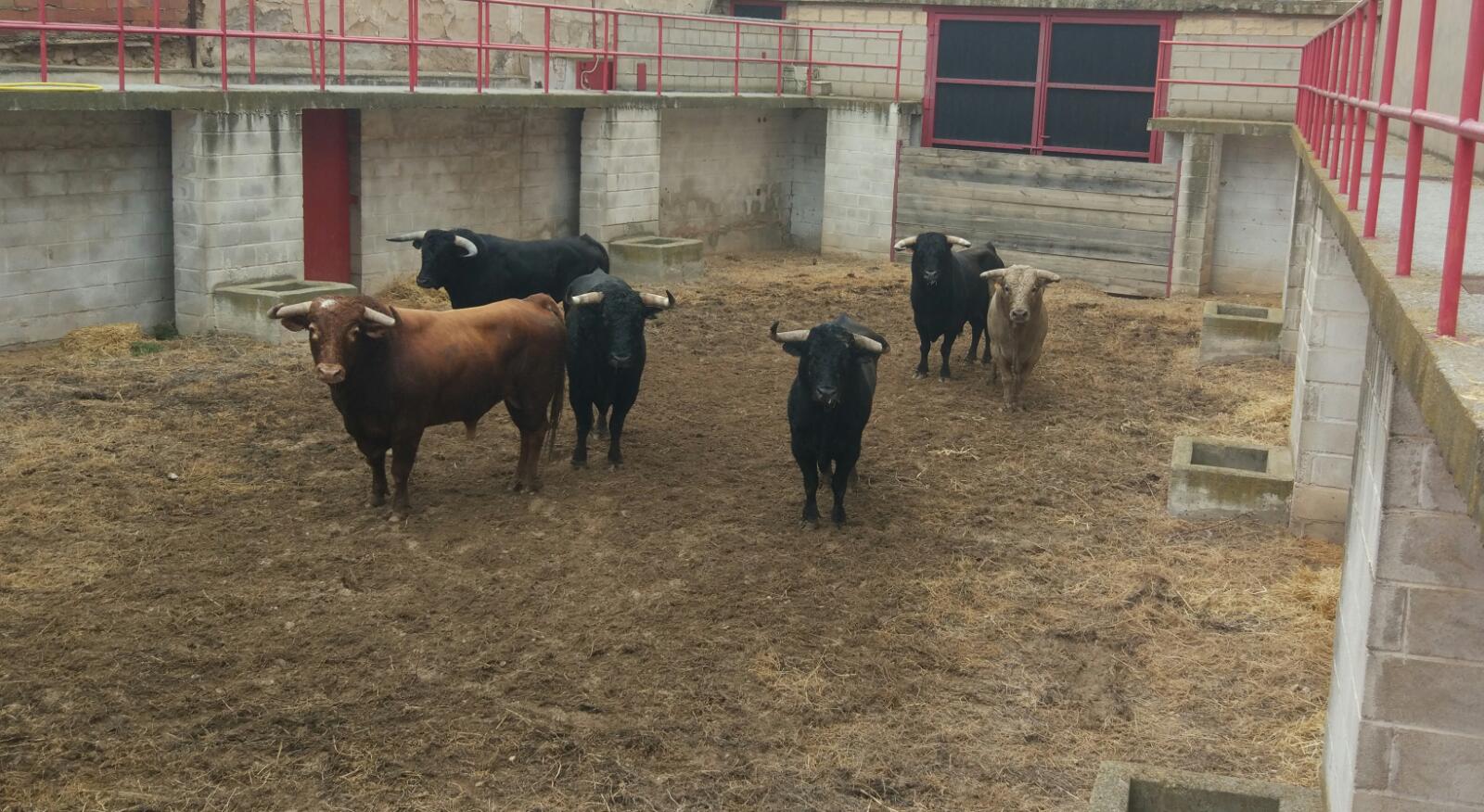 Puertas abiertas para ver los toros de La Castilleja y Julio de la Puerta en Corella