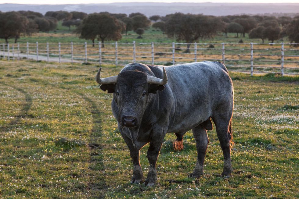Victorino Martín abrirá la temporada de Madrid