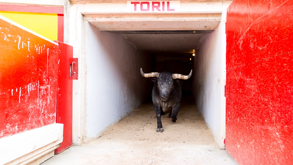Los toriles de Pamplona conocen a sus futuros inquilinos