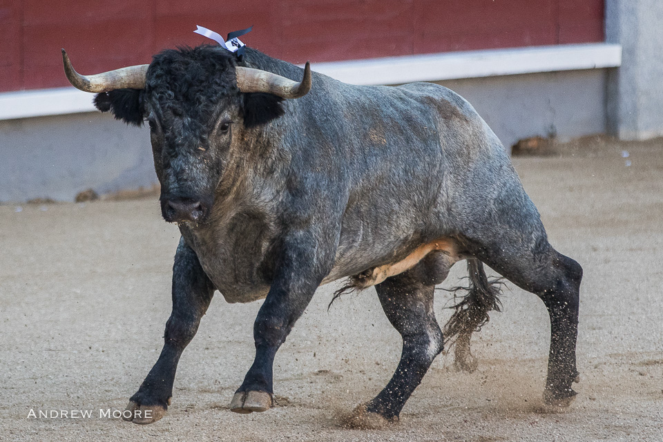 Saltillo por partida doble en Madrid