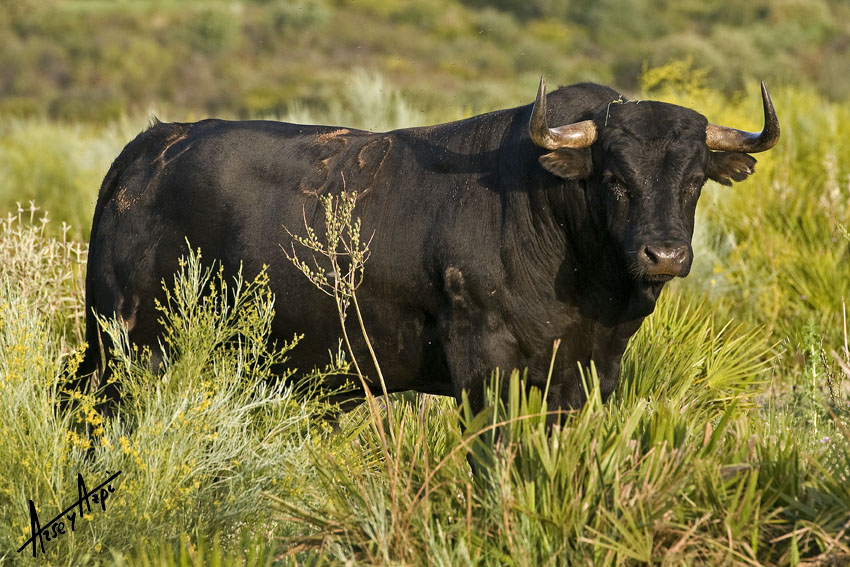 Madrid y Sevilla se quedan sin Cuadri para este 2018