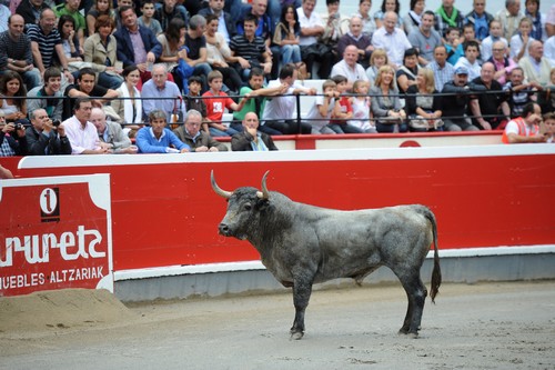 Azpeitia novedad y tradición en las ganaderías de su ciclo